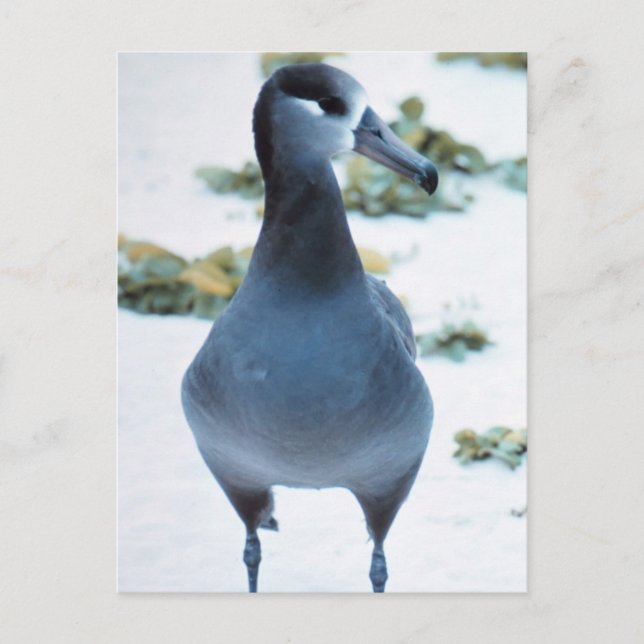 Svartfotade albatross vykort (Framsida)
