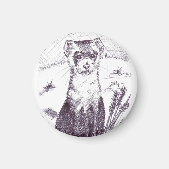 Svartfoten iller - Magnet (Framsidan)