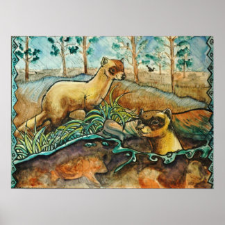 Svartfoterade illrar Poster