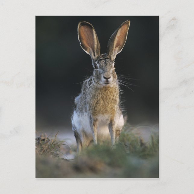Svarthalesvansad jackrabbit, Lepus californicus, 2 Vykort (Framsida)