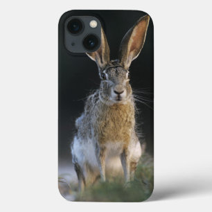 Svarthalesvaret, Lepus californicus, 2