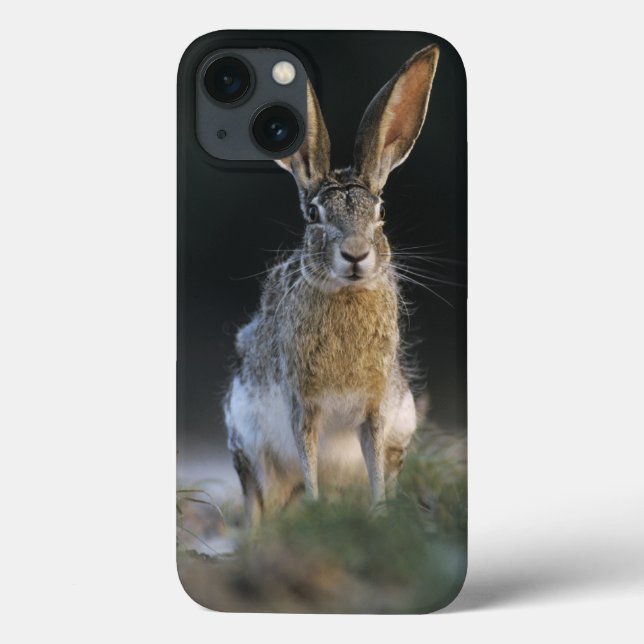 Svarthalesvaret, Lepus californicus, 2 (Baksida)