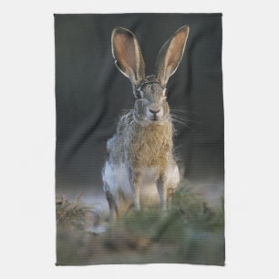 Svarthalesvaret, Lepus californicus, 2 Kökshandduk
