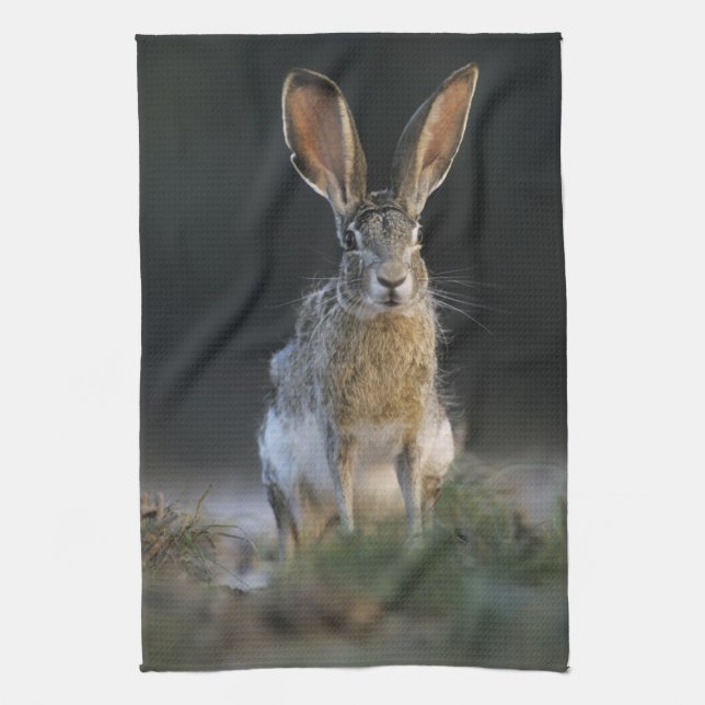Svarthalesvaret, Lepus californicus, 2 Kökshandduk (Vertikal)