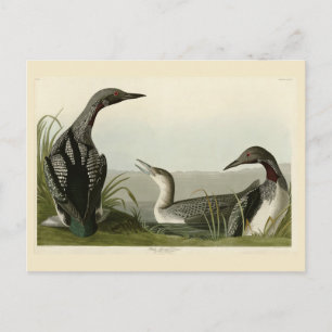 Svarthalsad islom Audubon Amerikas fåglar Vykort
