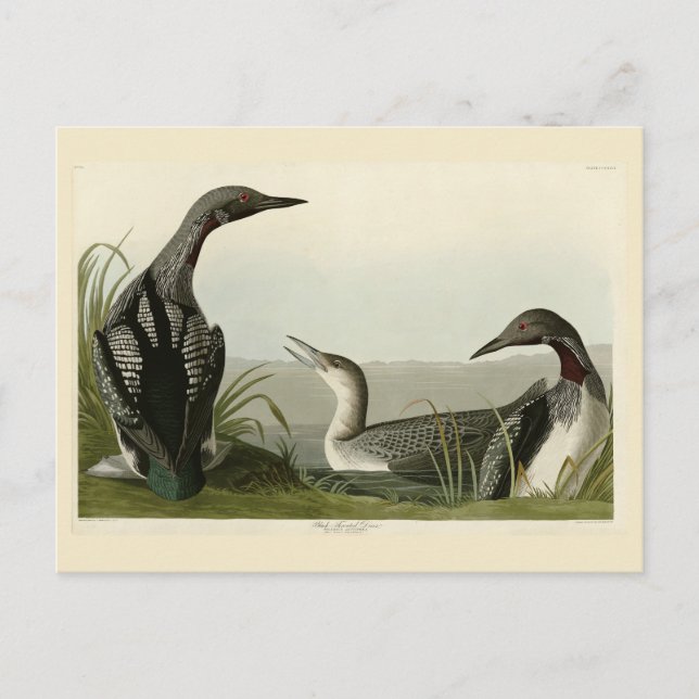 Svarthalsad islom Audubon Amerikas fåglar Vykort (Framsida)