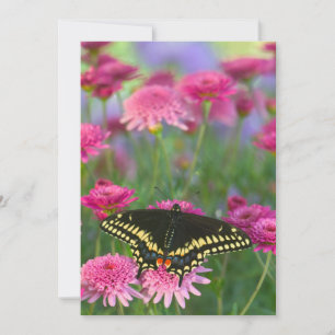 Svarthalsad svalstjärt på mörkt rosa blomma tack kort