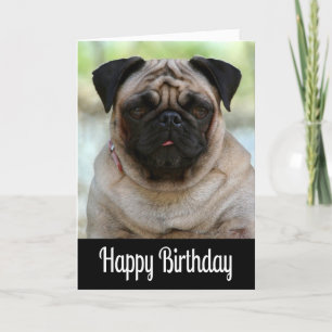 Svarthälsningskort för Grattis på födelsedagen Pug Kort