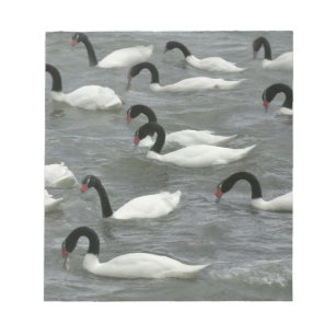 Svarthalssvanar (Cygnus melancoryphus) Anteckningsblock