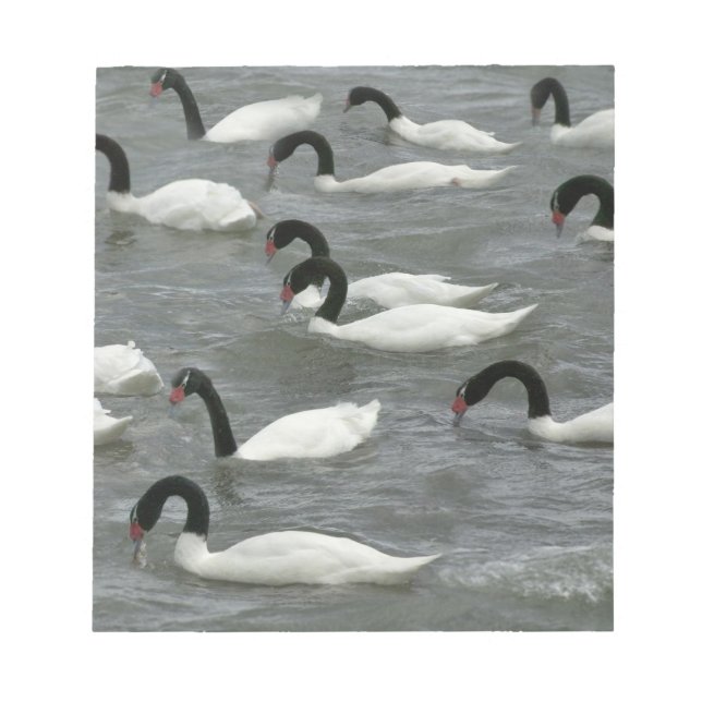 Svarthalssvanar (Cygnus melancoryphus) Anteckningsblock (Framsida)