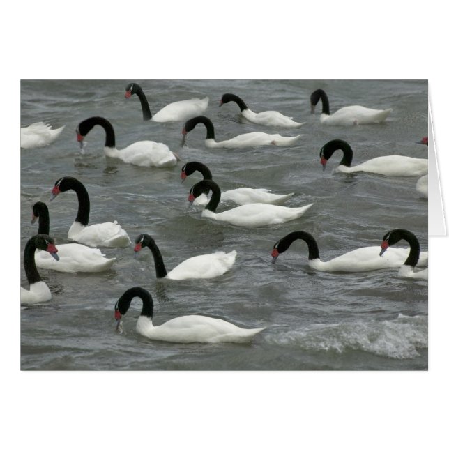 Svarthalssvanar (Cygnus melancoryphus) Hälsningskort (Framsidan Horizontal)