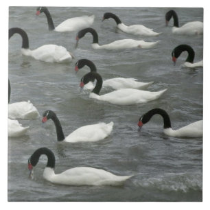 Svarthalssvanar (Cygnus melancoryphus) Kakelplatta
