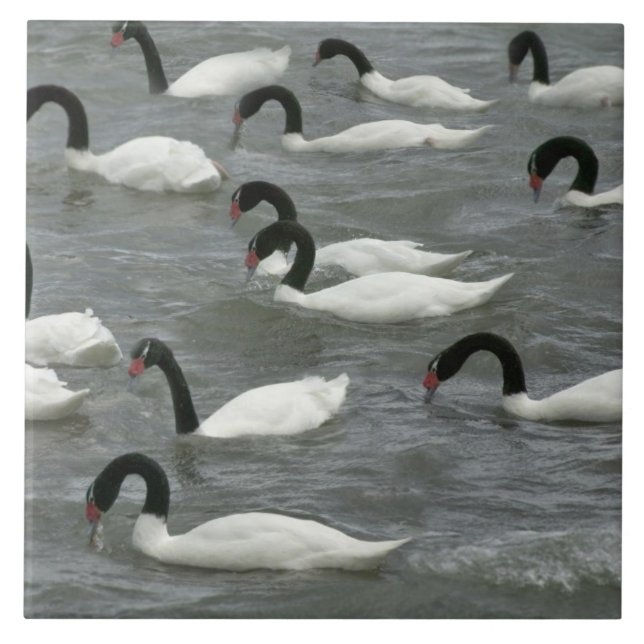 Svarthalssvanar (Cygnus melancoryphus) Kakelplatta (Framsidan)