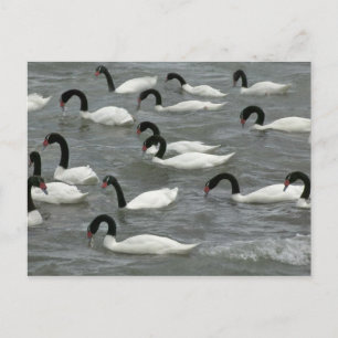 Svarthalssvanar (Cygnus melancoryphus) Vykort