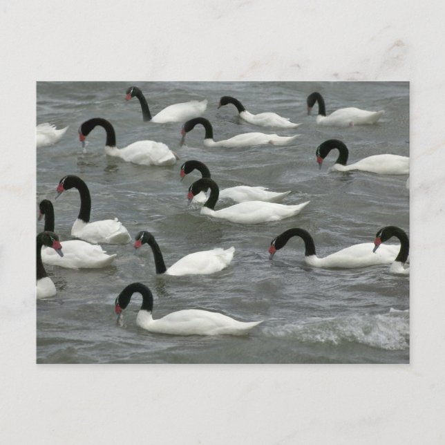 Svarthalssvanar (Cygnus melancoryphus) Vykort (Framsida)