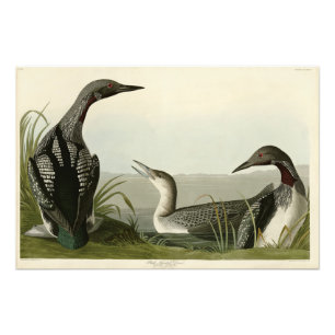 Svarthaltiga diver Loon Audubon Birds of America Fototryck