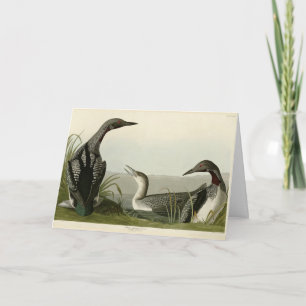 Svarthaltiga diver Loon Audubon Birds of America Kort