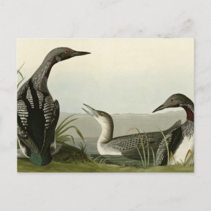 Svarthaltiga diver Loon Audubon Birds of America Vykort