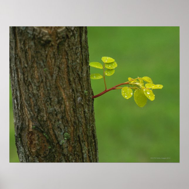 Svarthavsräka träd som växer på nytt gren poster (Framsidan)
