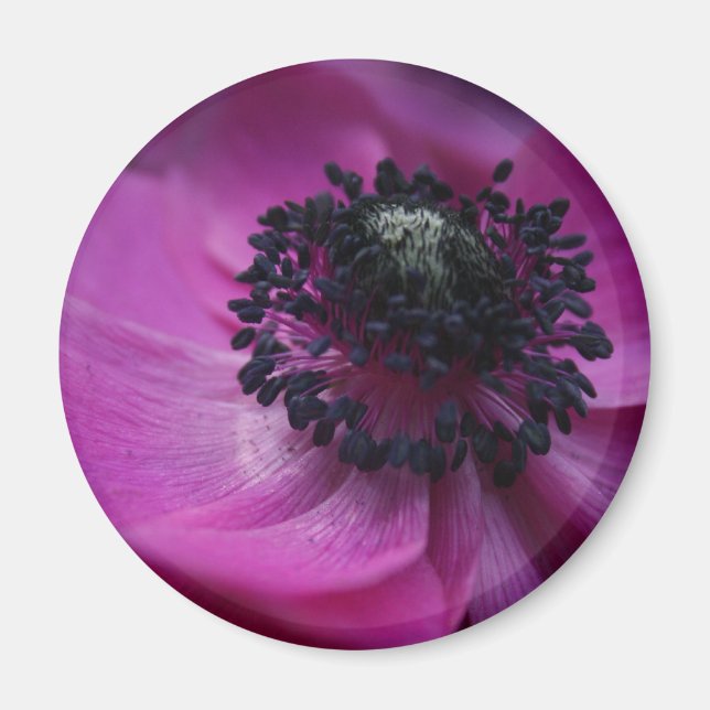 Svarthjärtat Anemone Round Magnet (Framsidan)