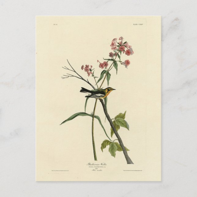 Svarthuvad skogssångare - Audubons Fåglar i Amerik Vykort (Framsida)