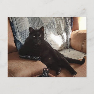 Svartkatt tittar som chef vykort