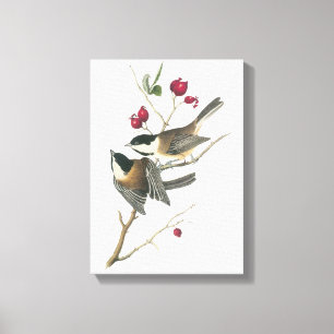 Svartklädd Chickadee av Audubon Canvastryck