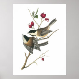 Svartklädd Chickadee av Audubon Poster