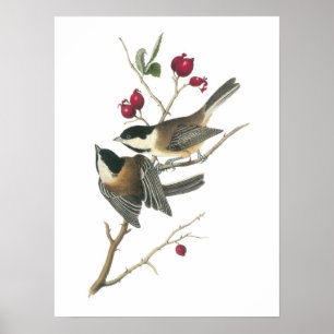 Svartklädd Chickadee av Audubon Poster