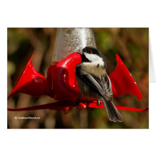 Svartklädd Chickadee Caught Red-Handed Hälsningskort