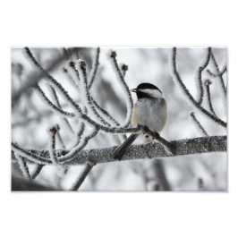 Svartklädd Chickadee Fototryck