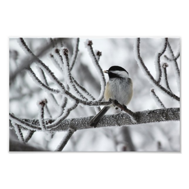 Svartklädd Chickadee Fototryck (Framsidan)