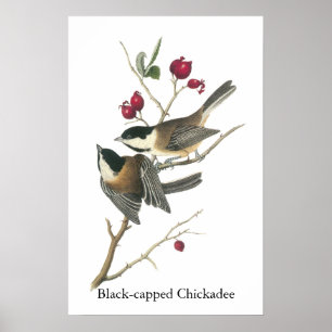 Svartklädd Chickadee, John Audubon Poster