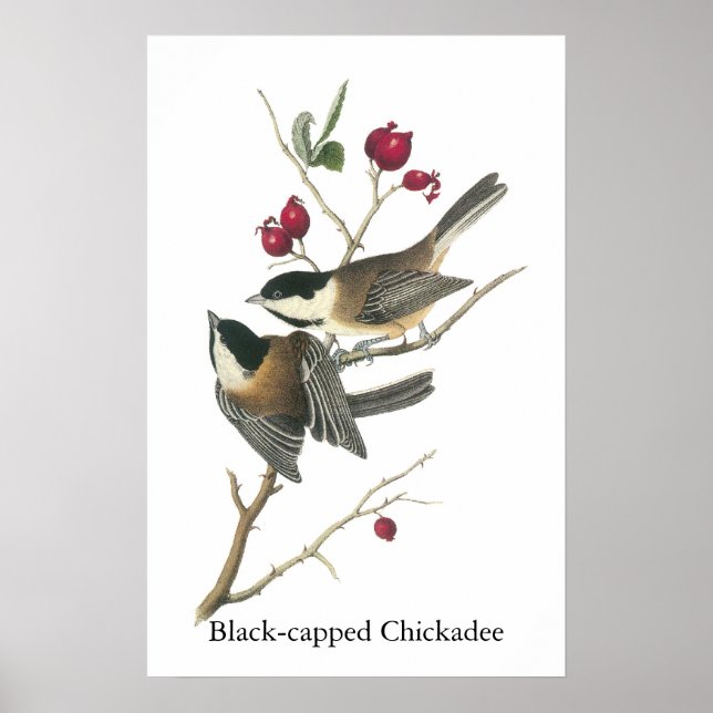 Svartklädd Chickadee, John Audubon Poster (Framsidan)