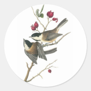 Svartklädd Chickadee, John Audubon Runt Klistermärke