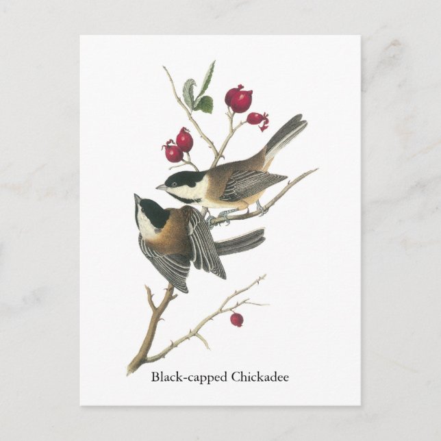 Svartklädd Chickadee, John Audubon Vykort (Framsida)
