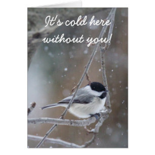 Svartklädd Chickadee - Songbird Hälsningskort