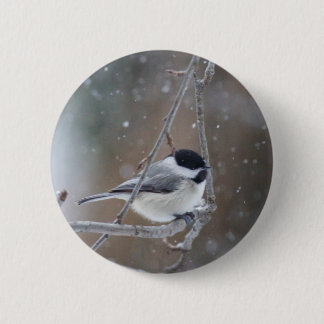 Svartklädd Chickadee - Songbird Knapp