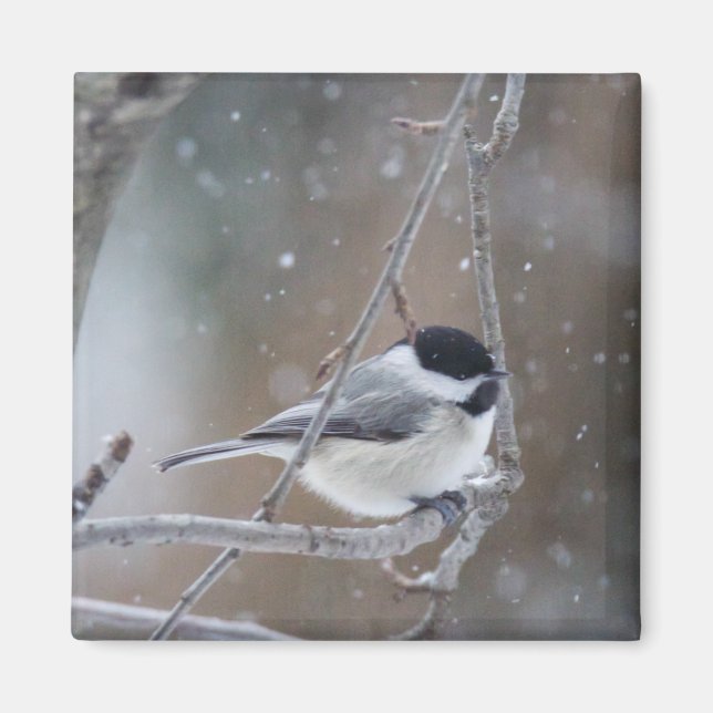 Svartklädd Chickadee - Songbird Magnet (Framsidan)