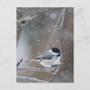 Svartklädd Chickadee - Songbird Vykort