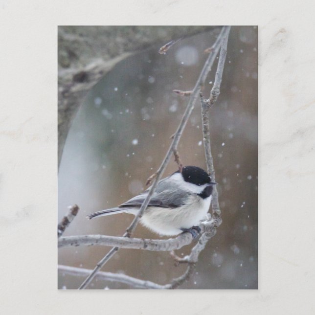 Svartklädd Chickadee - Songbird Vykort (Framsida)