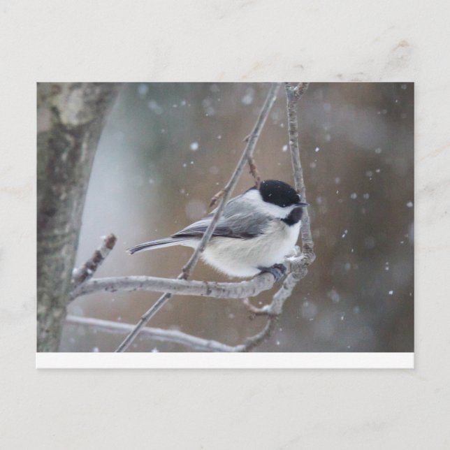 Svartklädd Chickadee - Songbird Vykort (Framsida)