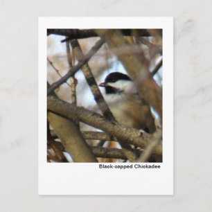 Svartklädd Chickadee Vykort