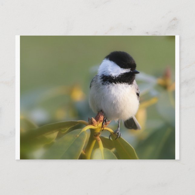 Svartklädd Chickadee Vykort (Framsida)