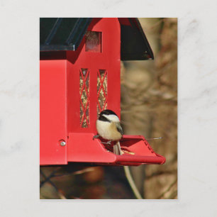 Svartklädd Chickadee Vykort