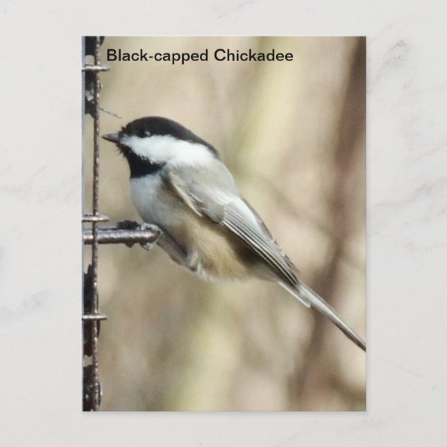 Svartklädd Chickadee Vykort (Framsida)