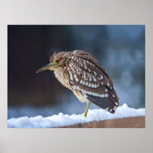 Svartkrökt nattbjörn-Heron Poster
