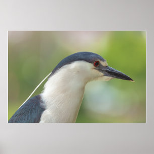 Svartkrökt nattöron poster