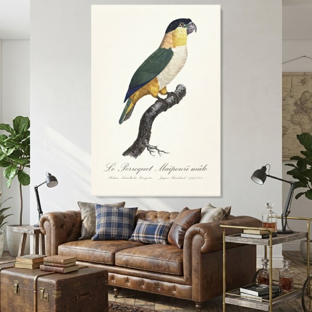 Svartkronad papegoja, Pionites melanocephalus Canvastryck (Black-Headed Male Parrot, Pionites Melanocephalus. Canvas Print)