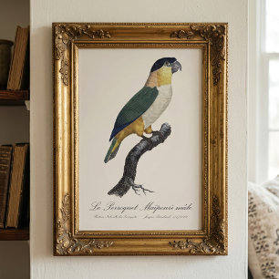 Svartkronad papegoja, Pionites melanocephalus Fototryck